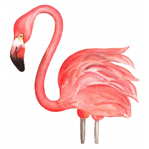 Pembe Flamingo