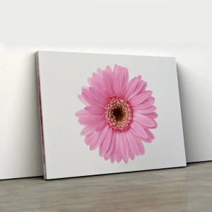 Pudra Pembe Gerbera