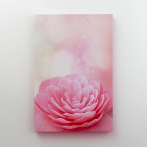 Soft Pembe Katmerli Çiçek Makro Çekim Kanvas Tablo