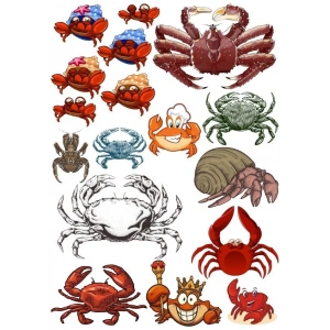 Yengeç Sticker Set 15 Parça Telefon, Tablet, Defter, Laptop Sticker