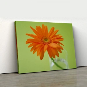 Yeşil Fonda Turuncu Gerbera