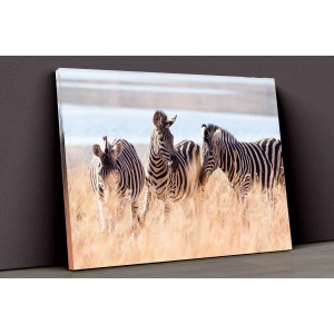 Zebralar Kanvas