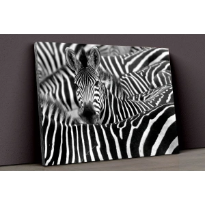 Zebralar Kanvas