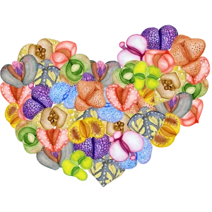 Çeşitli Canlı Sukulent Kalp