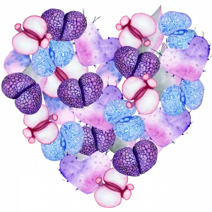 Mor ve Mavi Lithops Kalp