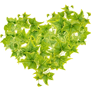 Sarmaşık Yapraklarından Kalp