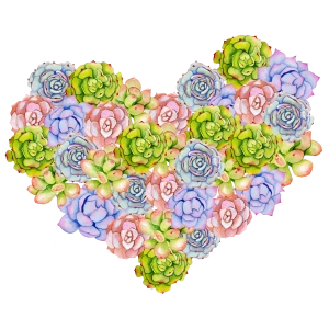 Sukulentlerden Oluşan Kalp Şekli