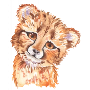 Yavru Çita Portresi (Baş Eğik)