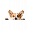 Corgi Yavrusu Duvar Stickerı