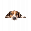 Kahverengi Beyaz Beagle Köpek Duvar Stickerı