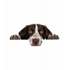 Kahverengi Beyaz Benekli Kısa Tüylü Pointer Köpek Duvar Stickerı