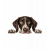 Kahverengi Beyaz Benekli Kısa Tüylü Pointer Köpek Duvar Stickerı