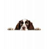 Kahverengi Beyaz Benekli Uzun Tüylü Springer Spaniel Köpek Duvar Stickerı