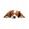Kahverengi Beyaz Cavalier King Charles Spaniel Köpek Duvar Stickerı