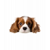 Kahverengi Beyaz Cavalier King Charles Spaniel Köpek Duvar Stickerı