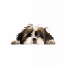 Kahverengi Beyaz Shih Tzu Köpek Duvar Stickerı