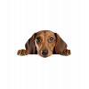 Kahverengi Dachshund (Sosis Köpek) Duvar Stickerı