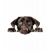 Koyu Kahverengi Labrador Köpek Duvar Stickerı