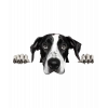 Siyah Beyaz Büyük Dane Köpek Duvar Stickerı