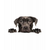Siyah Cane Corso Köpek Duvar Stickerı