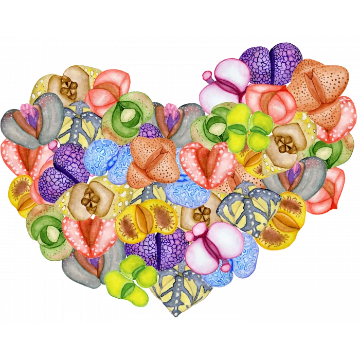 Çeşitli Canlı Sukulent Kalp