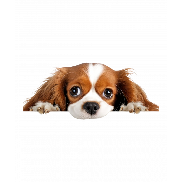 Kahverengi Beyaz Cavalier King Charles Spaniel Köpek Duvar Stickerı