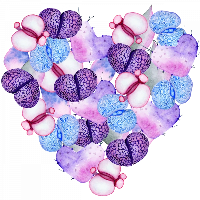 Mor ve Mavi Lithops Kalp