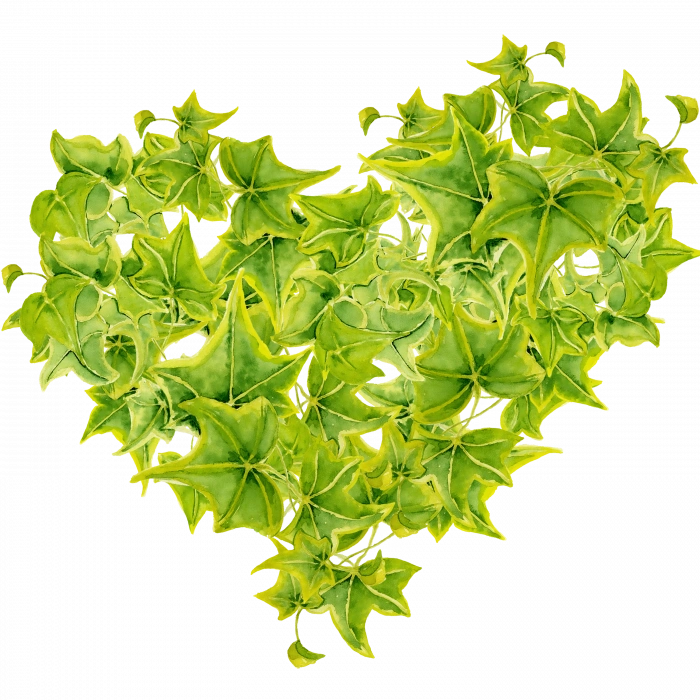 Sarmaşık Yapraklarından Kalp