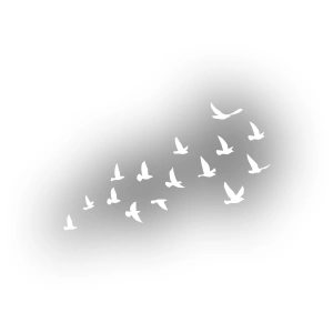 Kuşlar Araba Sticker 17x17 Cm Beyaz