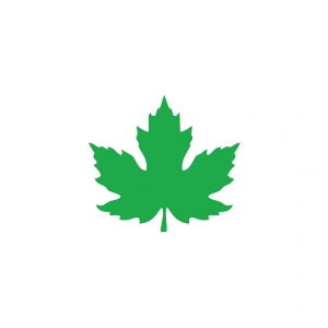 Çınar  Yaprağı Araba Sticker 17x17 Cm Yeşil