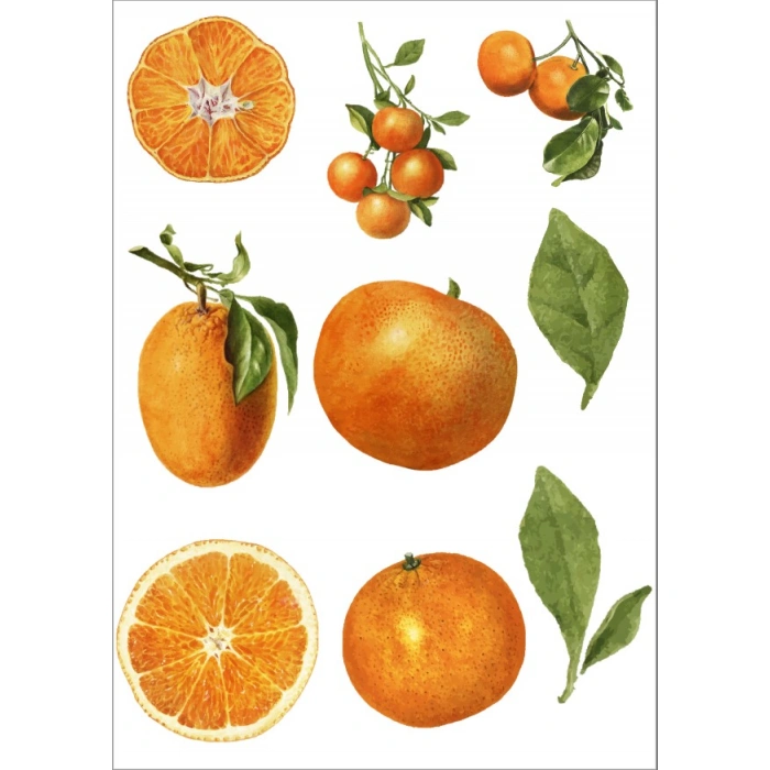 Portakal Sticker Set