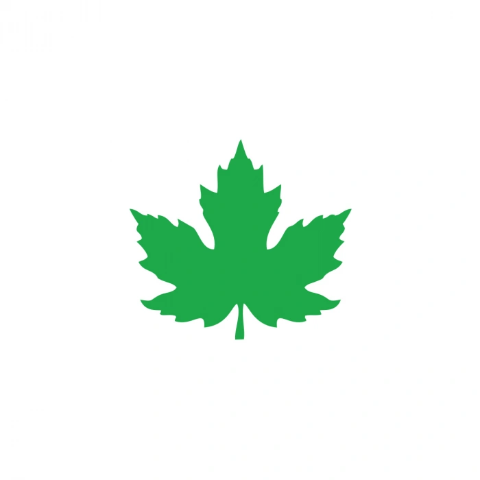 Çınar  Yaprağı Araba Sticker 17x17 Cm Yeşil