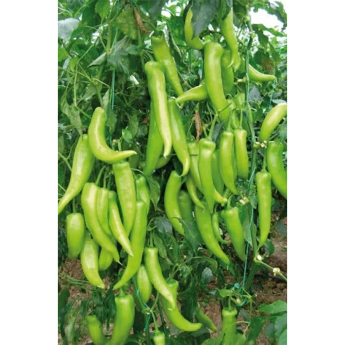 Çarliston Biber Tohumu 10 Gr