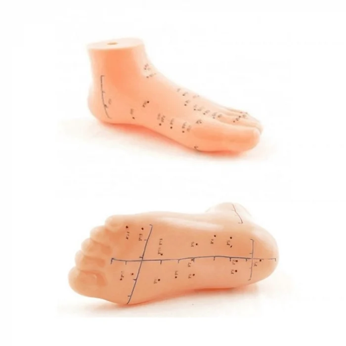 Mey İthalat® NORDMENDE Akupunktur Eğitim Ayak Maketi Anatomik Refleksoloji Nokta Gösterim Modeli Eğitim Maketi