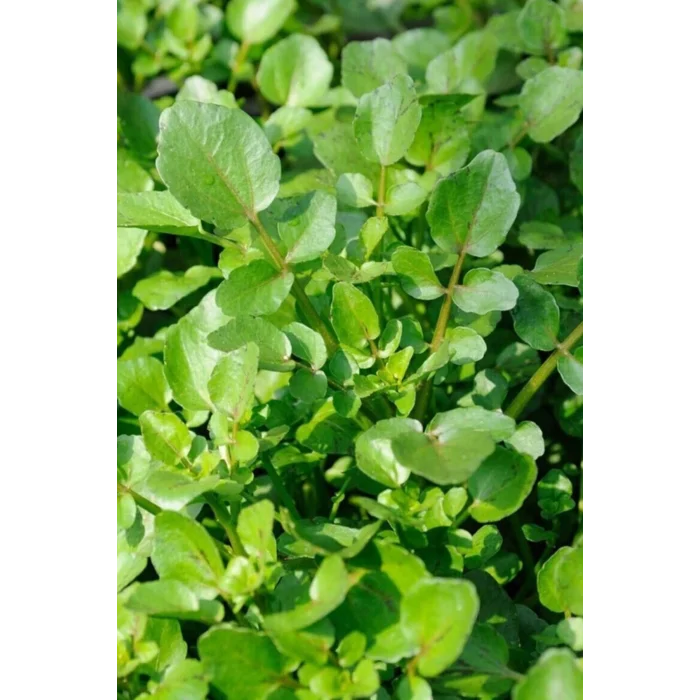 Roka Tohumu 10 Gr