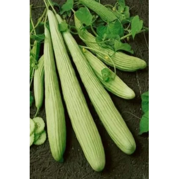 Acur Tohumu 10 Gr