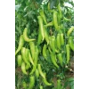Çarliston Biber Tohumu 10 Gr