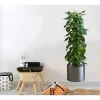 Mey İthalat® Saksılı Bitki Tasarımlı Yapışkanlı Sticker Resim 90*30 cm MC-665