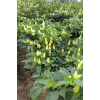 Misket Biberiye Biber Tohumu 5 gr