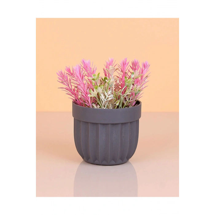 Çizgili Saksı Dikenli Çiçek Royaleks-5781