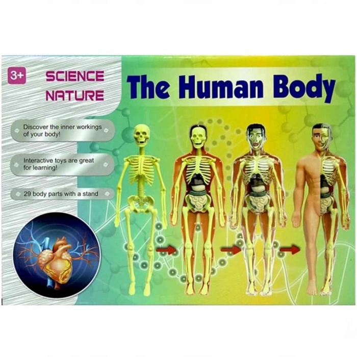 Mey İthalat® The Human Body İnsan Vücudu 3D Eğitim Seti 3302