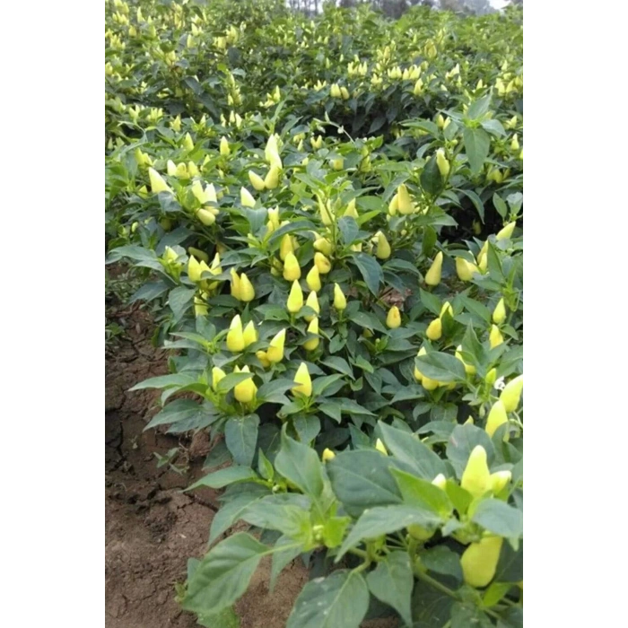 Misket Biberiye Biber Tohumu 5 gr