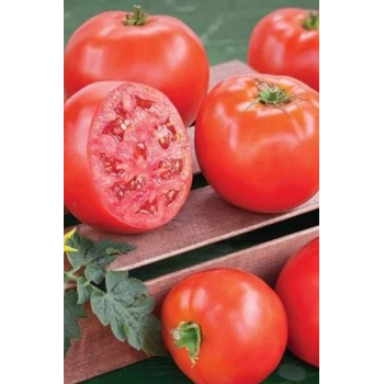 Domates Tohumu H.2274 5 Gr