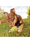 BUFFER®  3lü Renkli Desenli Tenis Topu Kedi Köpek Oyuncağı