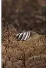 Ayarlamalı Burgu Tasarımlı Erkek Yüzük