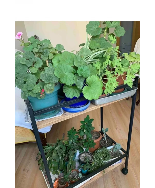 Servis Sunum Arabası Şaraplık Ev Tipi Iki Katlı Şişe Bölmeli