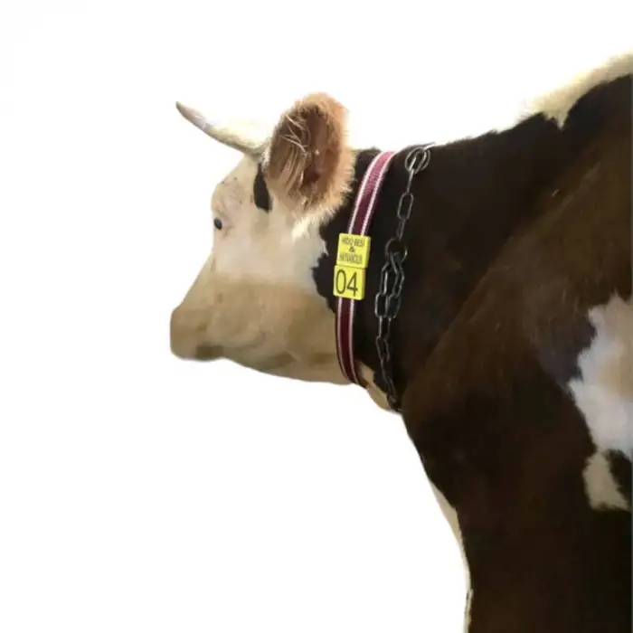 BÜYÜKBAŞ BOYUNLUK NUMARATÖR TAKIMI