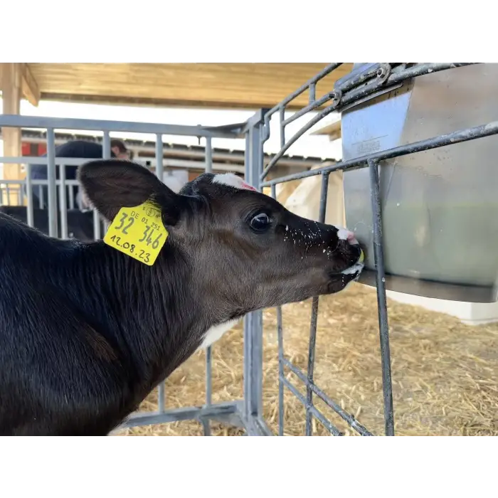 Calf Buddy™ Eğitim Emziği 10lu Kutu