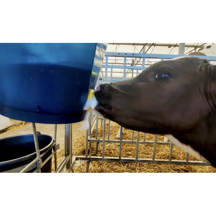 Calf Buddy™ Eğitim Emziği 10lu Kutu