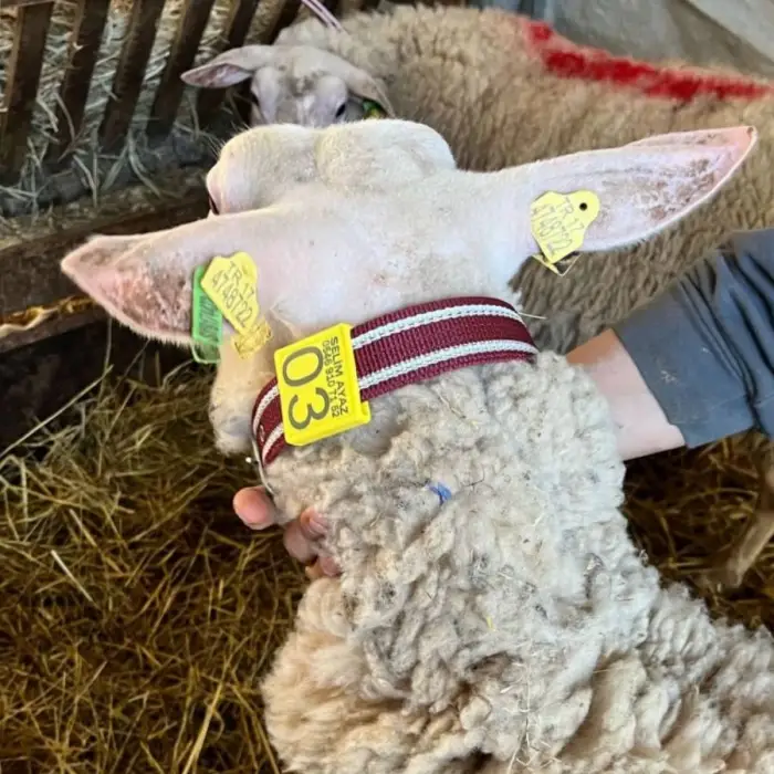 KÜÇÜKBAŞ BOYUNLUK NUMARATÖR TAKIMI